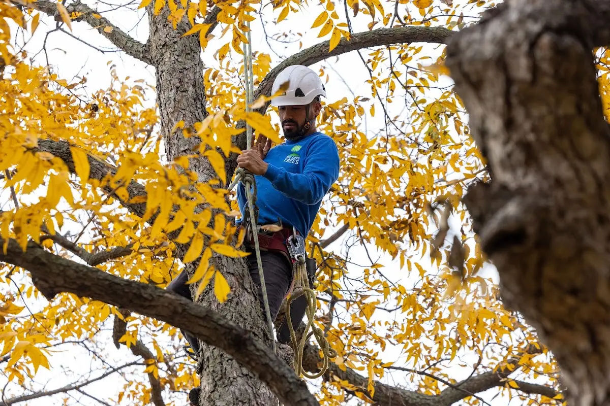 Skilled Tree Transplanting crew working in Virgie