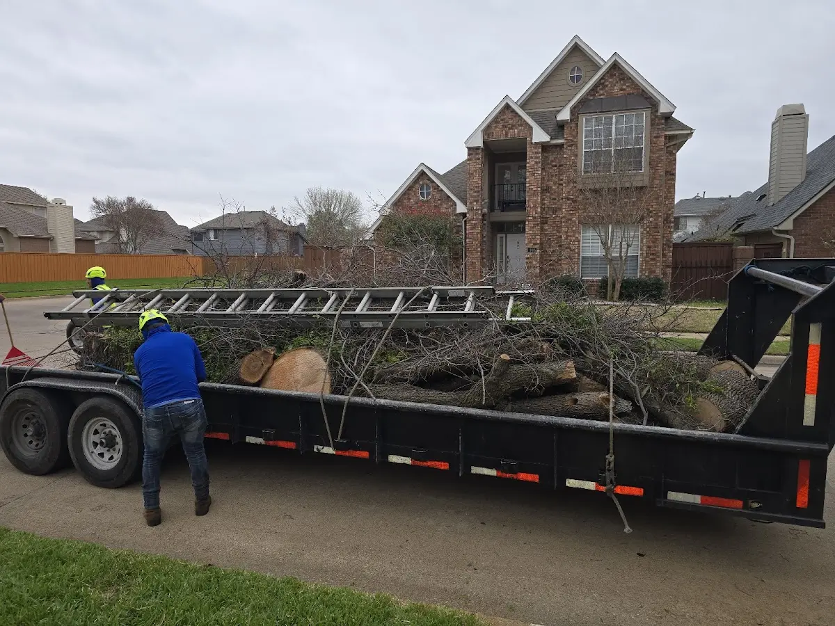 Expert Tree Pest Control with proper safety equipment in Virgie